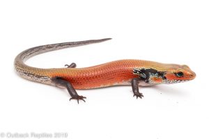 Four Alarm Fire Skink