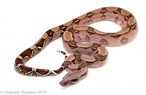 Guyana redtail Boa