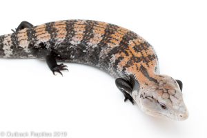 Halmahera Bue Tongue Skink