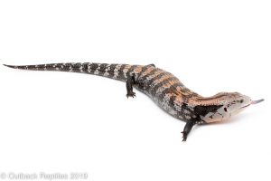 Halmahera Bue Tongue Skink