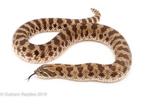 Western Hognose Snake