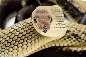Jansen's Ratsnake