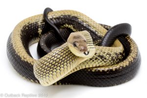 Jansen's Ratsnake