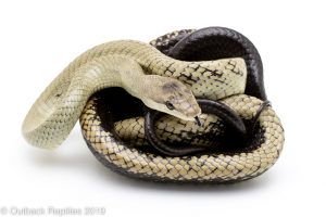 Jansen's Ratsnake
