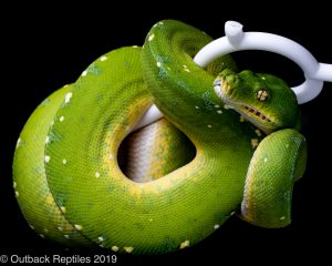 Jayapura Green Tree Python