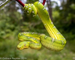 Emerald Tree Boa