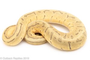 Lemon Blast Enchi Ghost