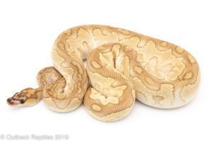 Lesser Clown