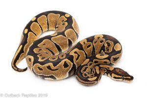 Orange Dream ball python