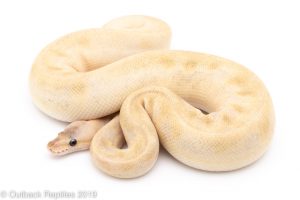 Pastel CHampagne