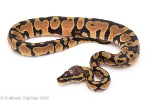 Pastel Scaleless head