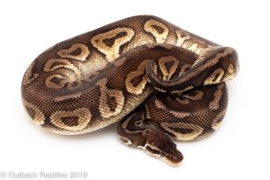 Pewter ball python