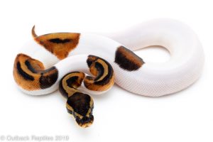 Pied Ball Python for sale