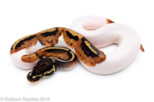Pied Ball Python for sale