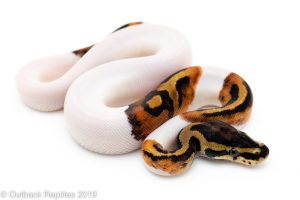 Pied Ball Python for sale