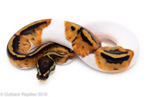 Pied Ball Python for sale