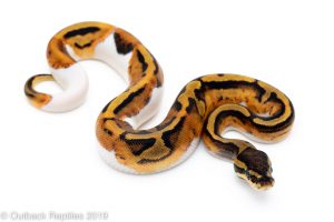 Pied Ball Python for sale