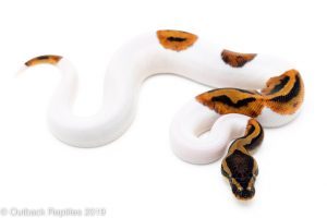 Pied Ball Python for sale