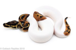 Pied Ball Python for sale
