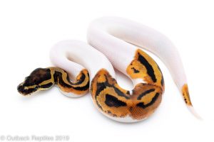 Pied Ball Python for sale