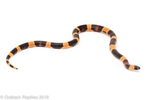 Halloween Pueblan Milksnake