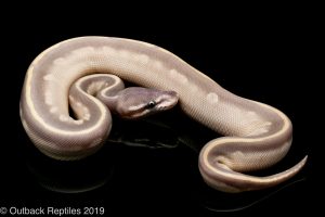 purple passion ball python