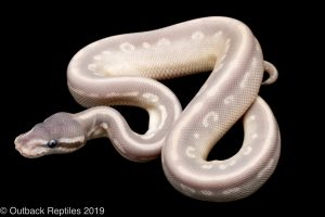 Purple passion ball python