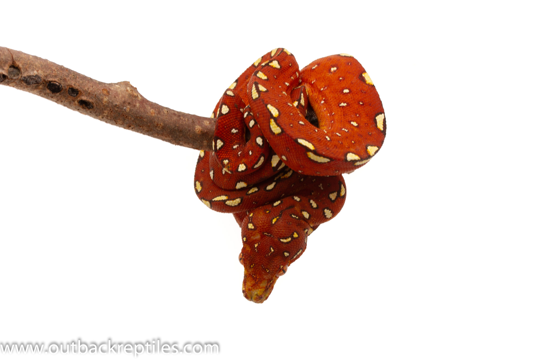 photo Green Tree Python Red Phase red biak green tree python baby 2