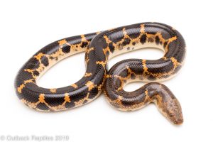 Saharan Egg Laying Sand Boa for sale