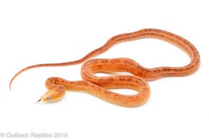 Scaleless Everglades Ratsnake