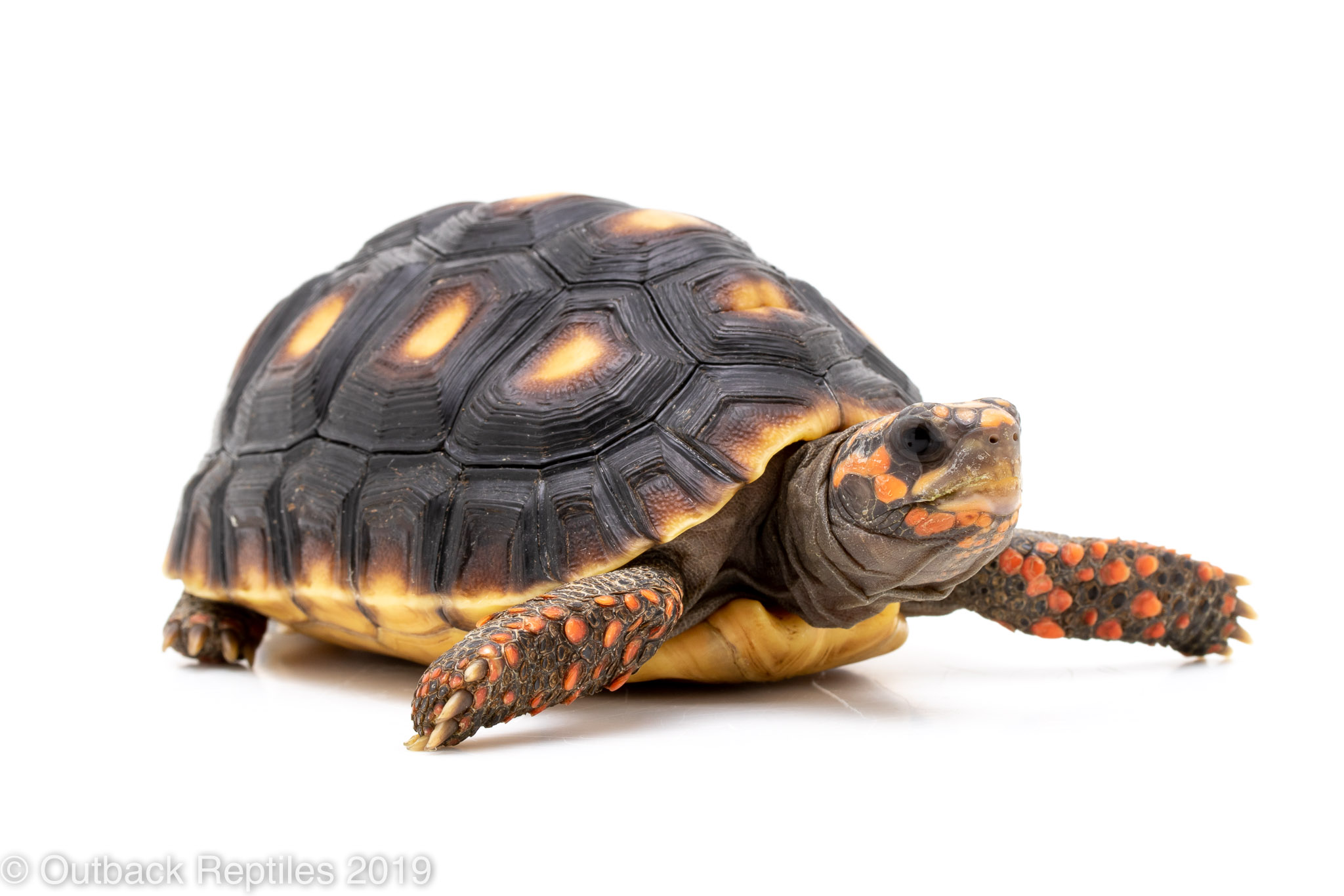 Juvenile Redfoot Tortoise 7 8 Outback Reptiles
