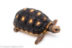 Baby Redfoot Tortoise