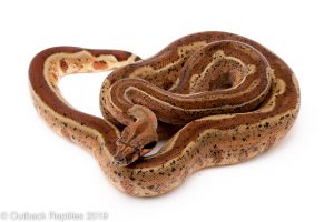 Striped Hypo Boa