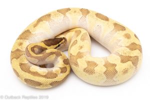 Super Enchi Mojave