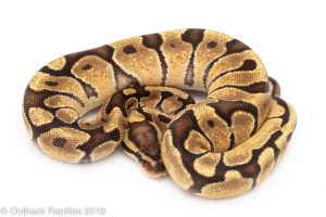 Vanilla Enchi