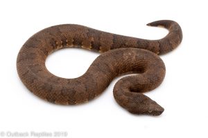 Viper Boa female
