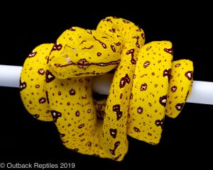 Biak Green Tree Python