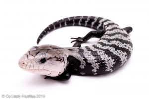 axanthic blue tongue skink
