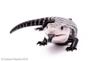 axanthic blue tongue skink