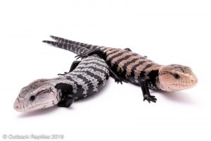 axanthic blue tongue skink