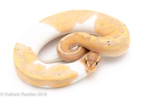 Banana Pied