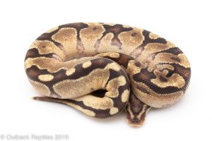 Enchi Vanilla Yellowbelly