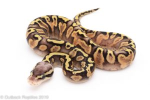 ghi super pastel