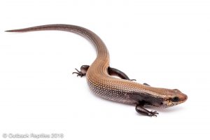 Cobalt Fire Skink