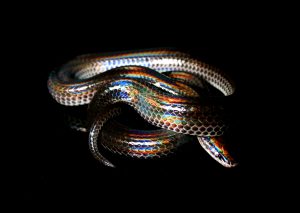 Sunbeam Snake