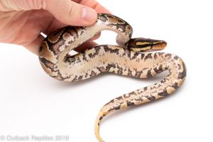 Yellowbelly ball python