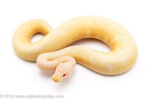 Albino Spider ball python for sale