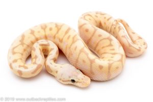Banana ball python for sale