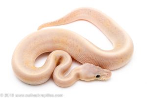 Banana Pewter Pinstripe ball python for sale