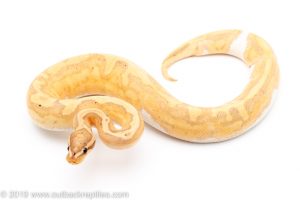 Banana Pied ball python for sale